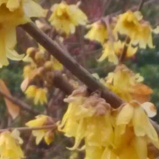 超品相师0315MP3_有声小说免费下载-喜马拉